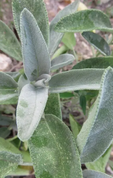 Sauge officinale