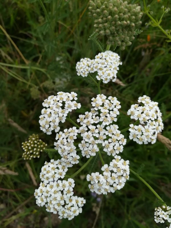 Achillée millefeuille