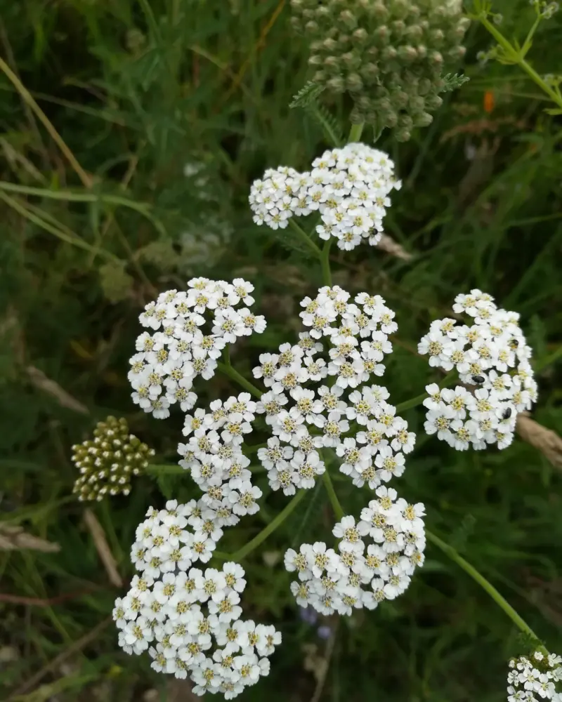 Achillée millefeuille