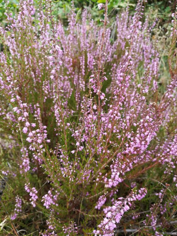 Bruyère