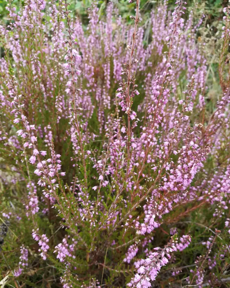 Bruyère