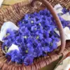 Magie bleue