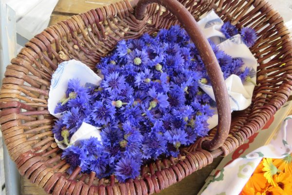 Magie bleue