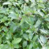 MENTHE POIVRÉE