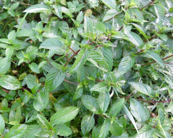 MENTHE POIVRÉE