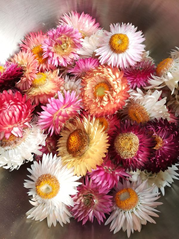 tete d'immortelles Fleurs d'immortelles multicolore