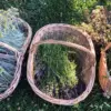 panier d'herbes médicinales Plantes Médicinales : Culture, Cueillette & Tisanes