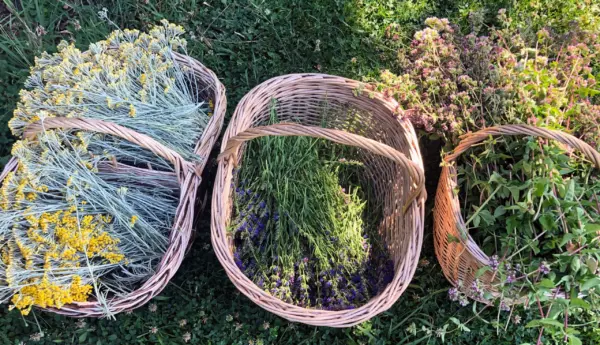 panier d'herbes médicinales Plantes Médicinales : Culture, Cueillette & Tisanes