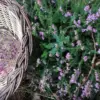 Le jardin médicinal : week-end immersion