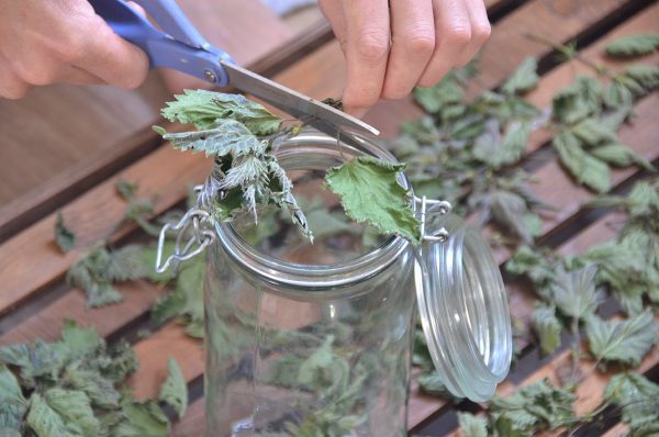 Le jardin médicinal : week-end immersion