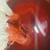 Découverte de la teinture végétale