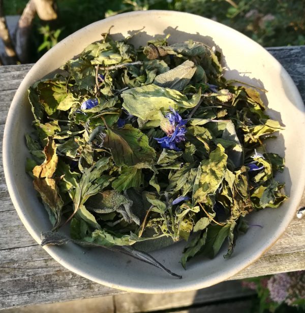 aurore infusion tonique L'Aurore