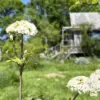 blog-juliette Visite dégustation de la Cabane à Plantes