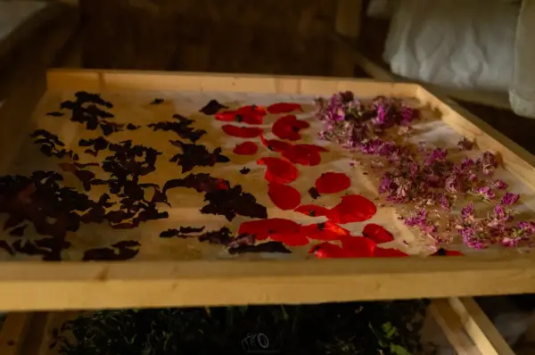 TRANSFORMER LES PLANTES AROMATIQUES