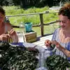 TRANSFORMER LES PLANTES AROMATIQUES