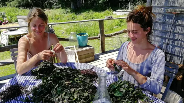 TRANSFORMER LES PLANTES AROMATIQUES